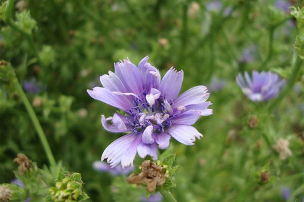 菊苣常见病虫害预防和治疗办法