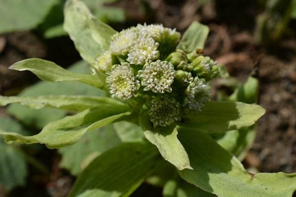 蜂斗菜的病虫害及其预防和治疗