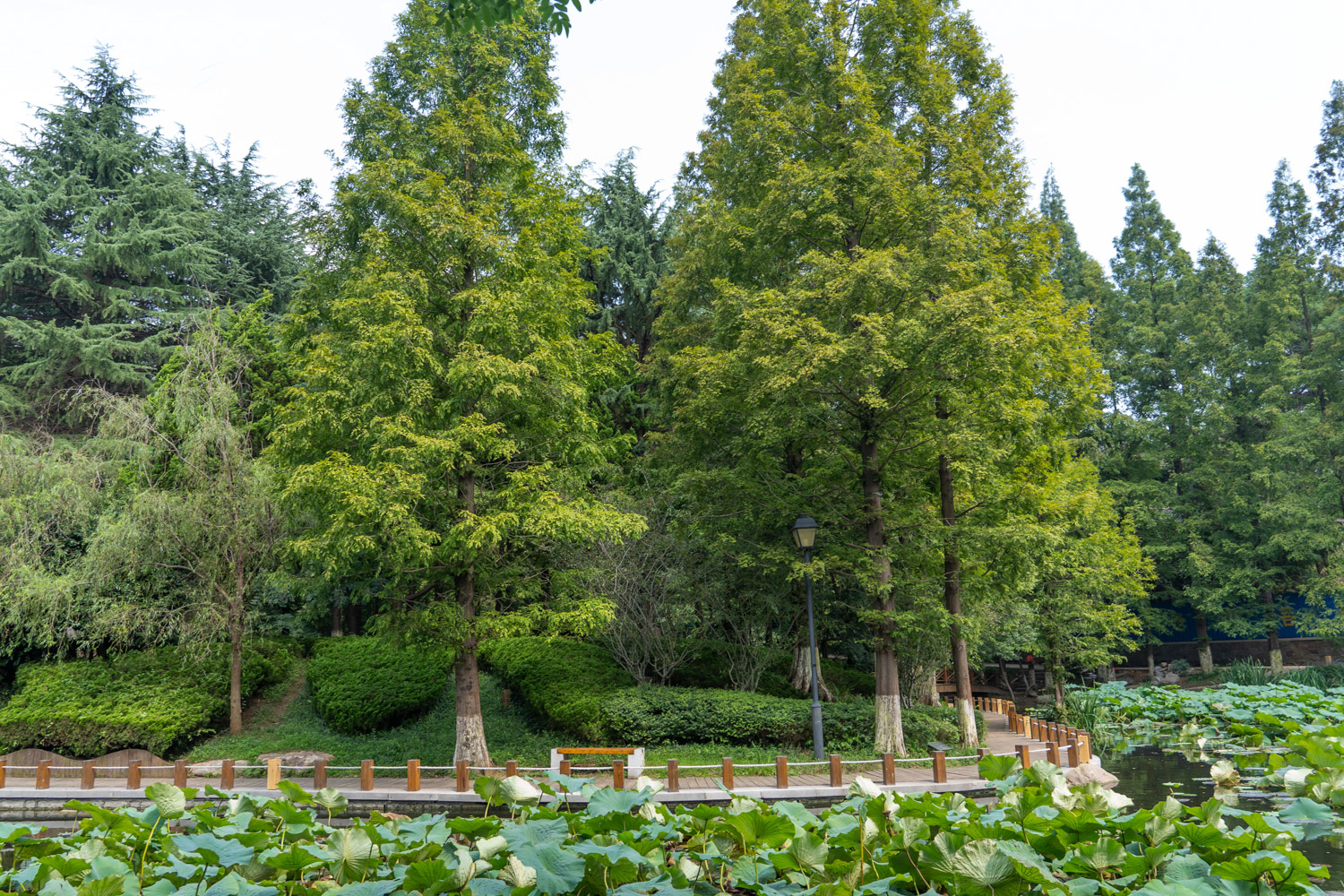 水杉常见病虫害预防和治疗