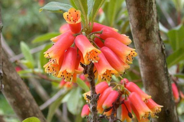 管花杜鹃常见病虫害及预防和治疗办法