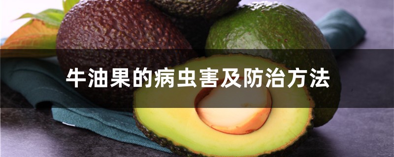 牛油果的病虫害及预防和治疗办法
