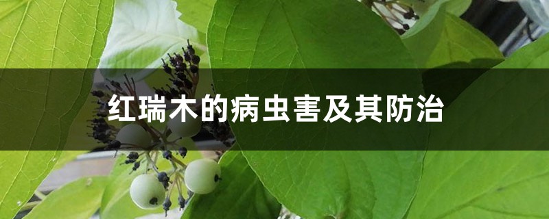红瑞木的病虫害及其预防和治疗