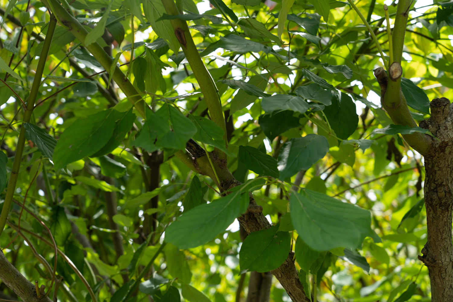 红瑞木的病虫害及其预防和治疗