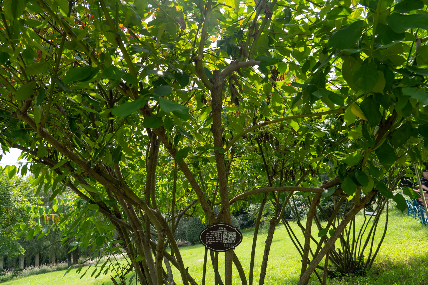 红瑞木的病虫害及其预防和治疗