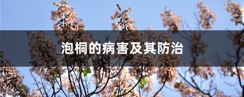 泡桐的病害及其预防和治疗