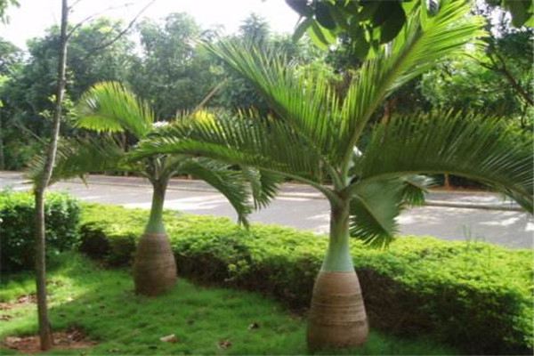 酒瓶椰子的病虫害及其预防和治疗