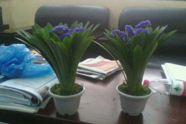 补血草的病害及其预防和治疗