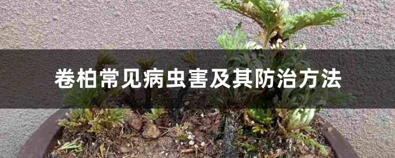卷柏常见病虫害及其预防和治疗办法