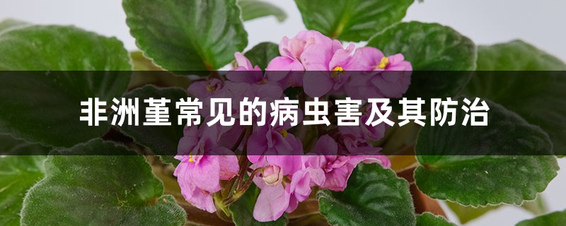 非洲堇常见的病虫害及其预防和治疗