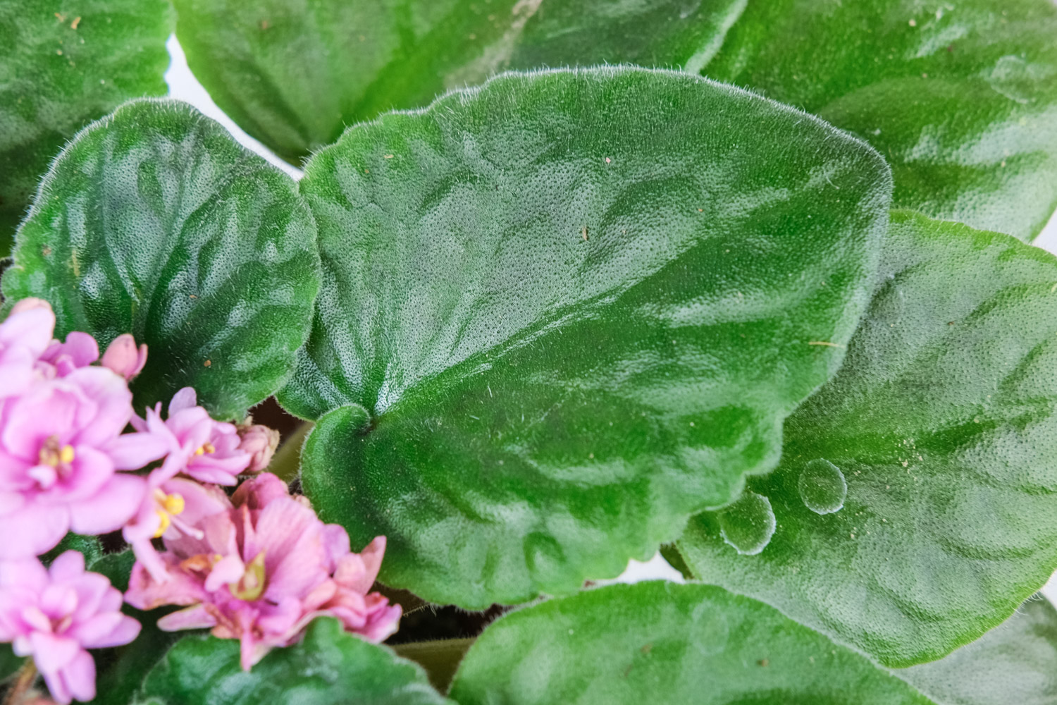 非洲堇常见的病虫害及其预防和治疗