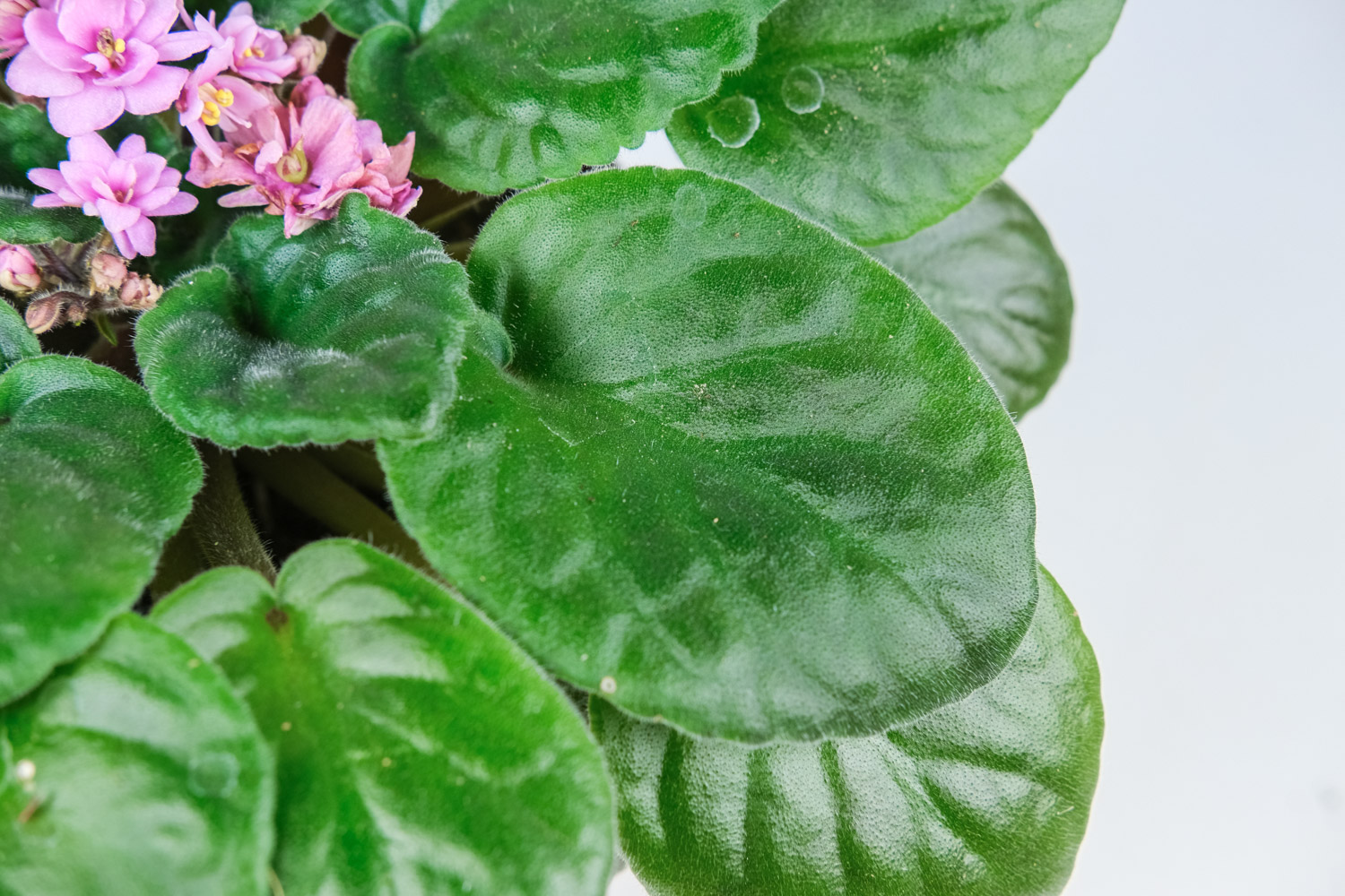 非洲堇常见的病虫害及其预防和治疗