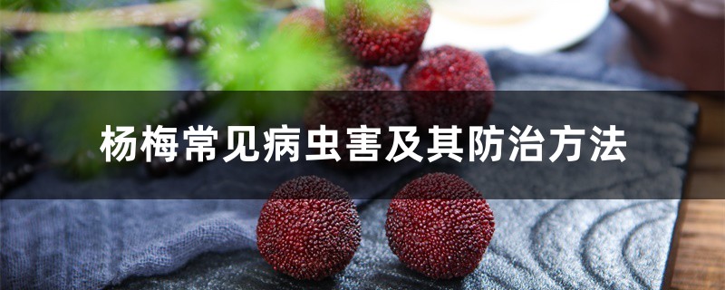 杨梅常见病虫害及其预防和治疗办法