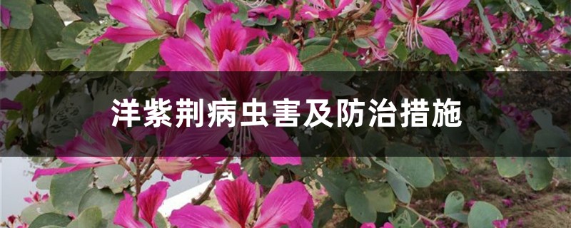洋紫荆病虫害及预防和治疗措施