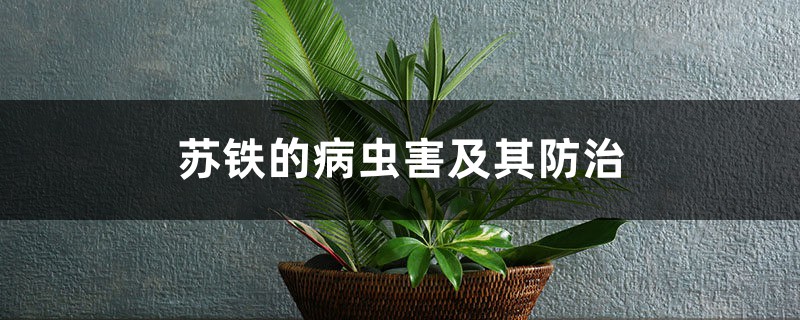 苏铁的病虫害及其预防和治疗
