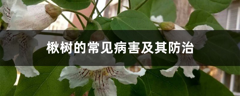 楸树的常见病害及其预防和治疗