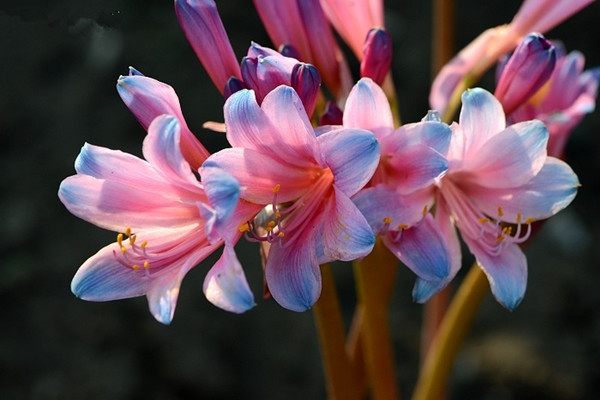 换锦花常见病虫害及预防和治疗办法