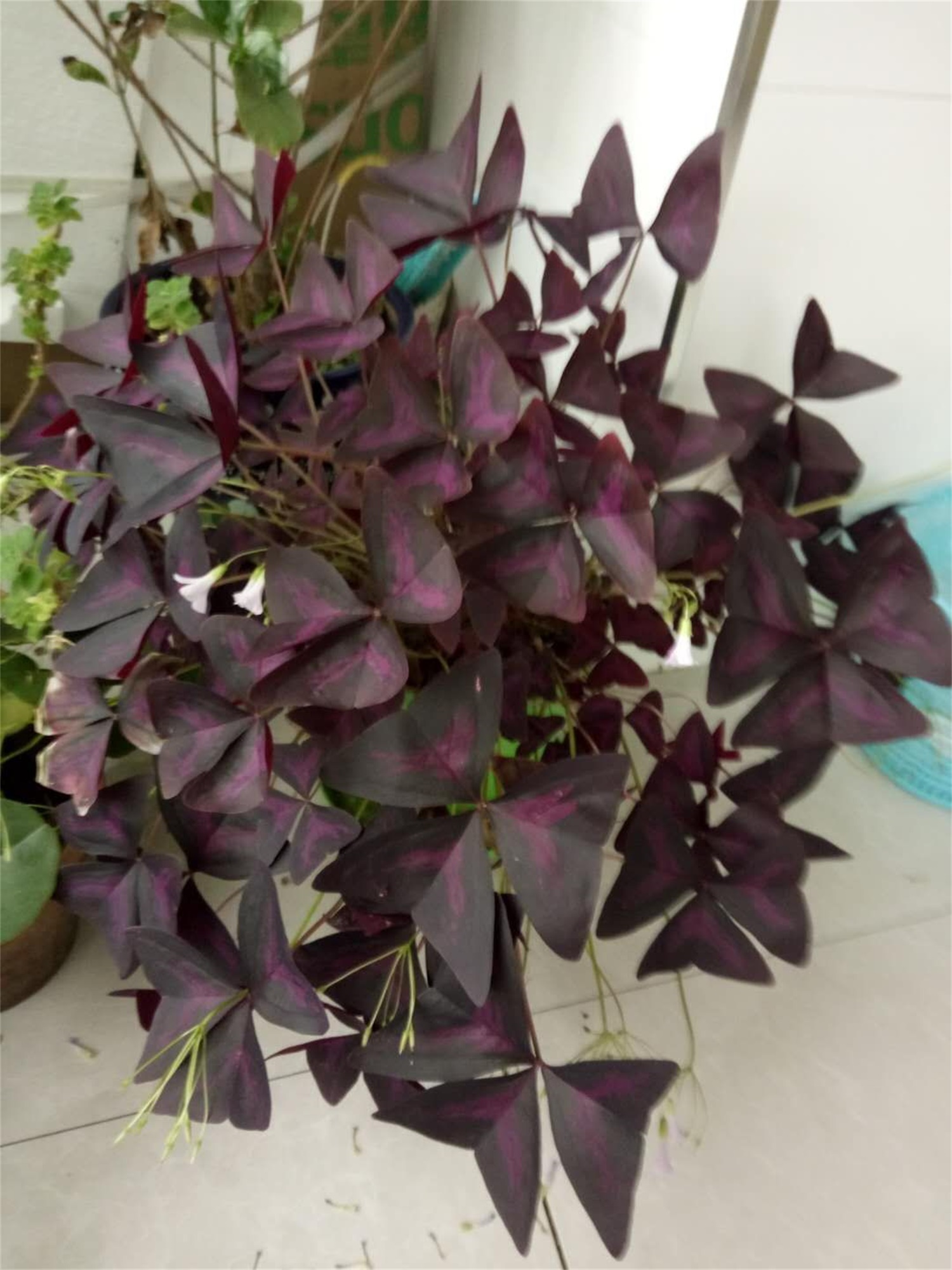 紫叶酢浆草的常见病害及其预防和治疗