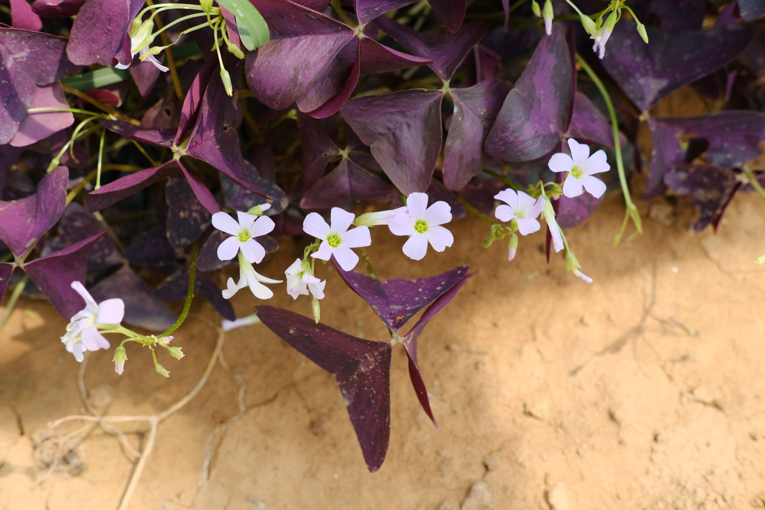 紫叶酢浆草的常见病害及其预防和治疗