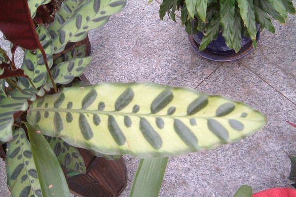 箭羽竹芋的病害及其预防和治疗办法