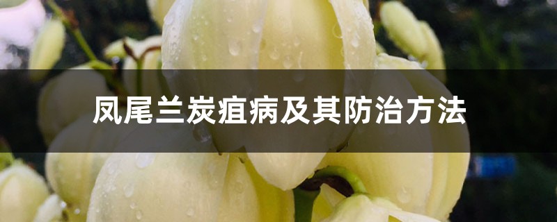 凤尾兰炭疽病及其预防和治疗办法
