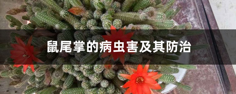 鼠尾掌的病虫害及其预防和治疗