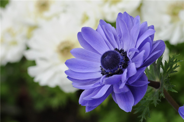银莲花常见病虫害及其预防和治疗