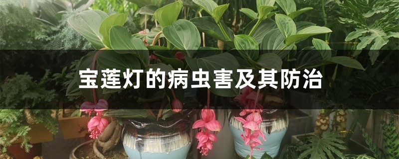 宝莲灯的病虫害及其预防和治疗