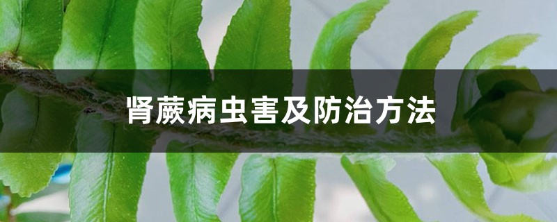 肾蕨病虫害及预防和治疗办法