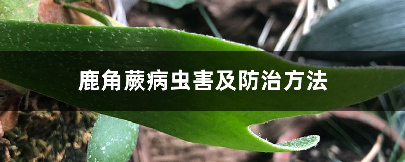 鹿角蕨病虫害及预防和治疗办法