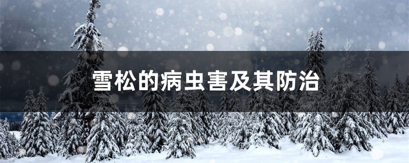 雪松的病虫害及其预防和治疗