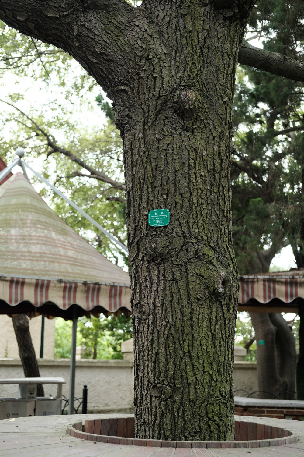 雪松的病虫害及其预防和治疗