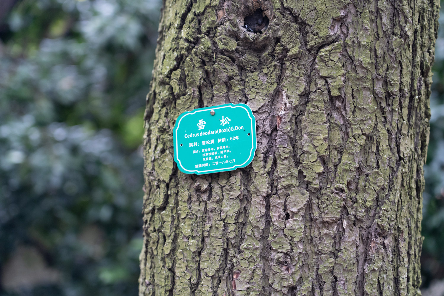 雪松的病虫害及其预防和治疗