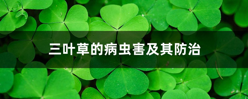 三叶草的病虫害及其预防和治疗