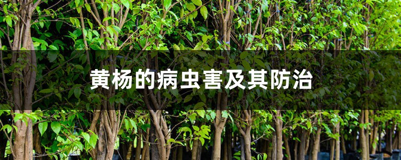 黄杨的病虫害及其预防和治疗