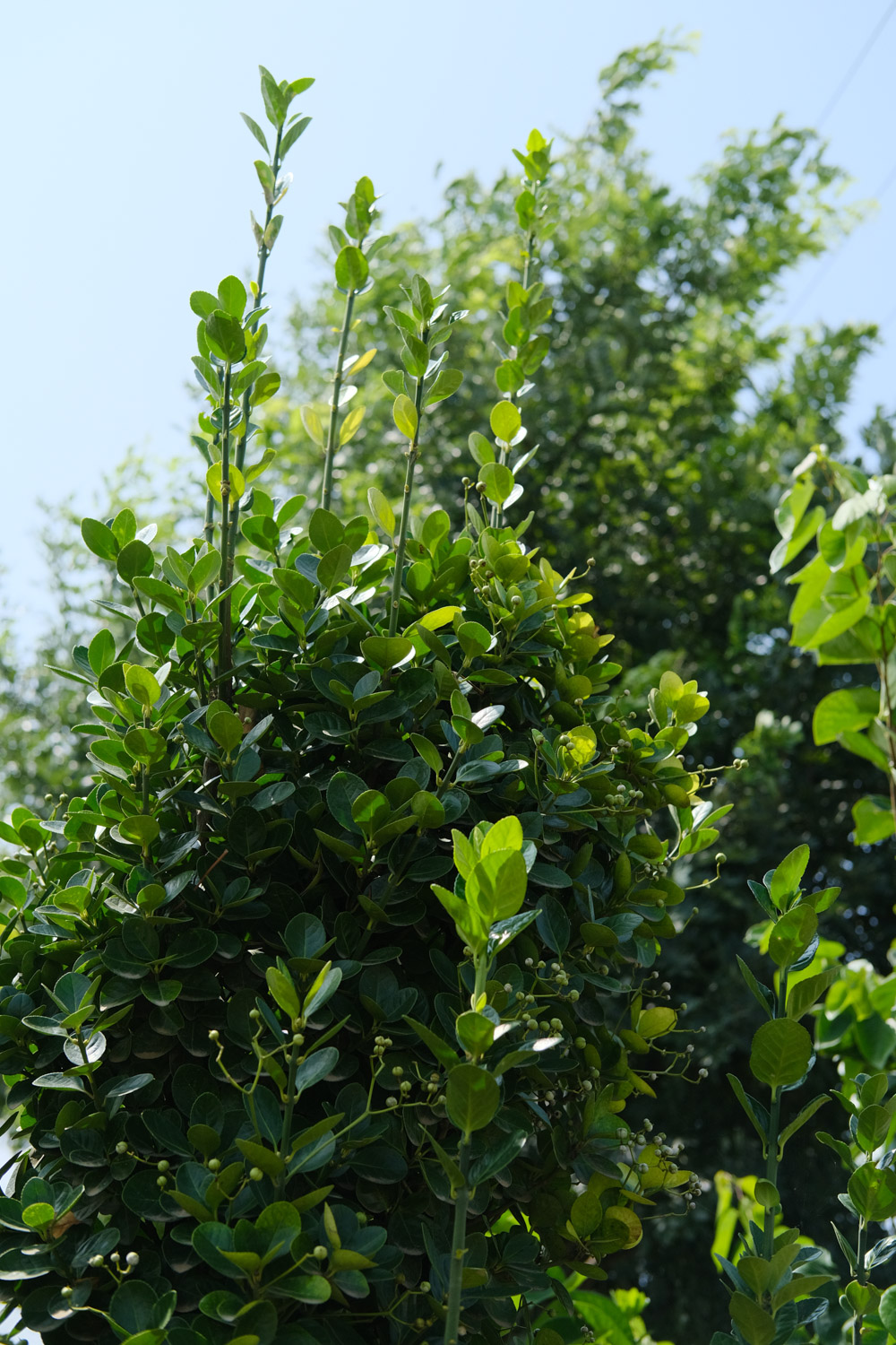 黄杨的病虫害及其预防和治疗