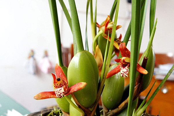 腋唇兰的病虫害及其预防和治疗