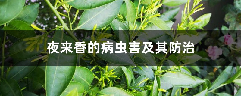 夜来香的病虫害及其预防和治疗