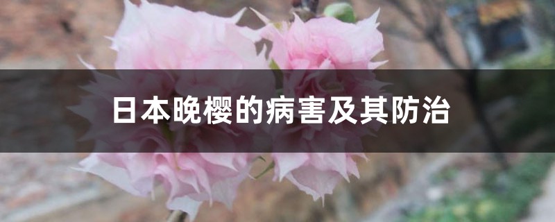 日本晚樱的病害及其预防和治疗