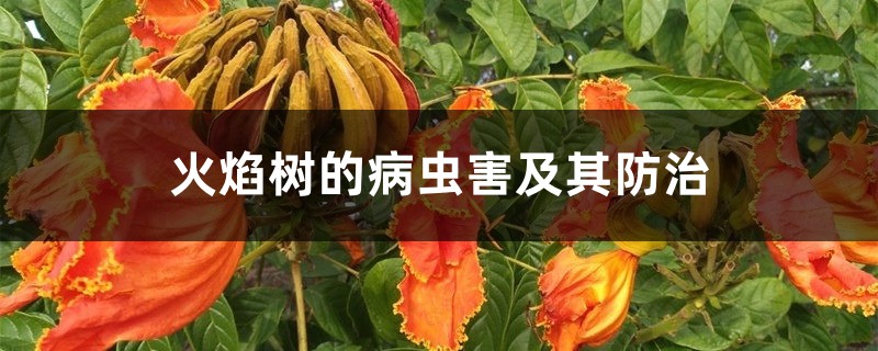 火焰树的病虫害及其预防和治疗