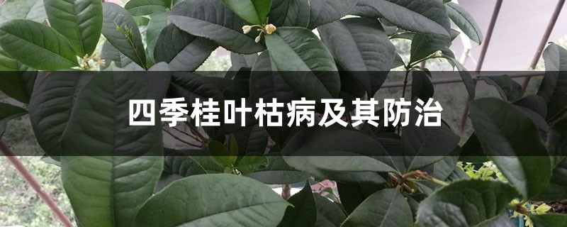 四季桂叶枯病及其预防和治疗