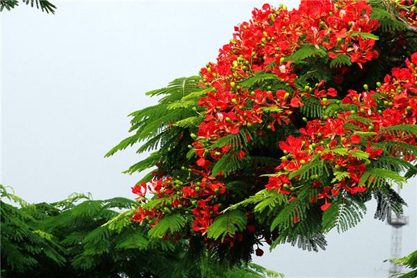 凤凰木的病害及其预防和治疗