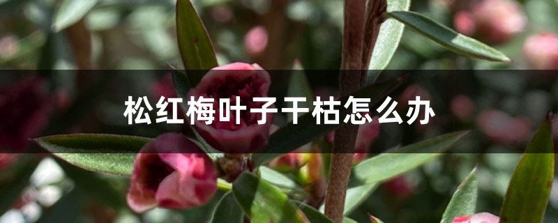 松红梅叶子干枯如何办