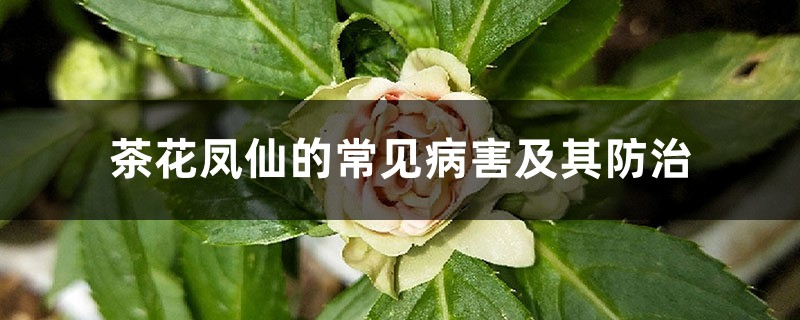 茶花凤仙的常见病害及其预防和治疗