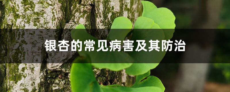银杏的常见病害及其预防和治疗