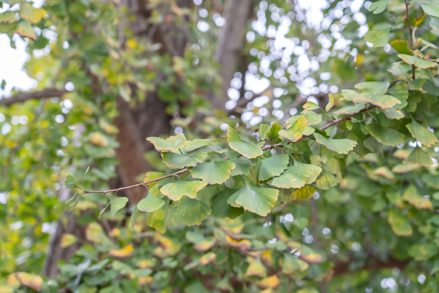 银杏的常见病害及其预防和治疗