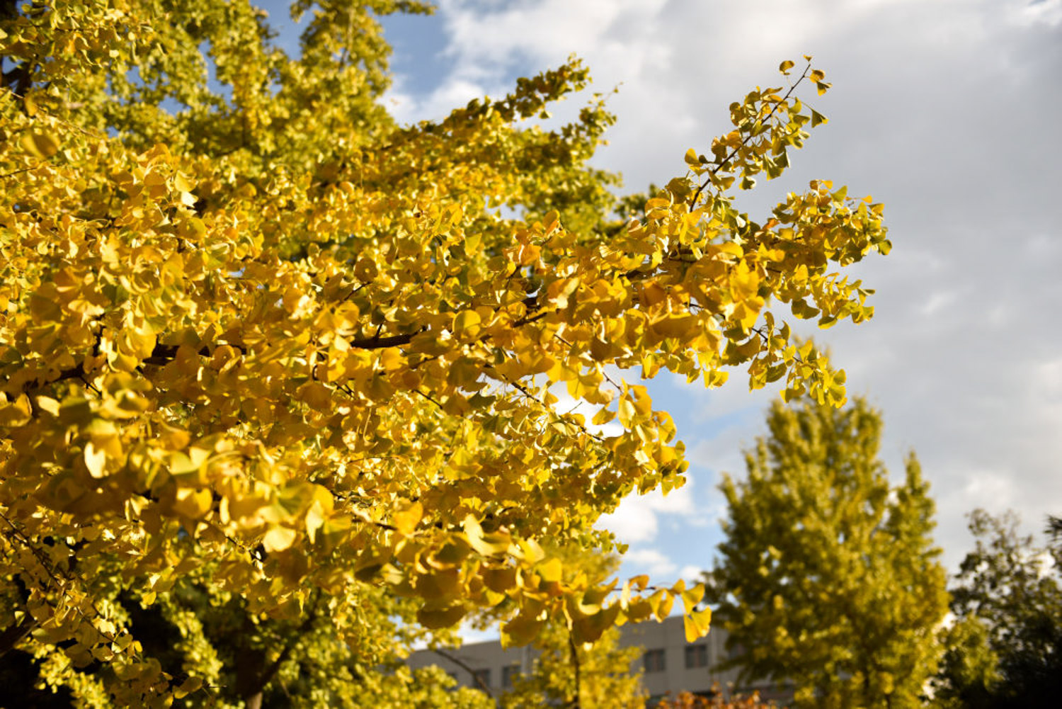 银杏的常见病害及其预防和治疗