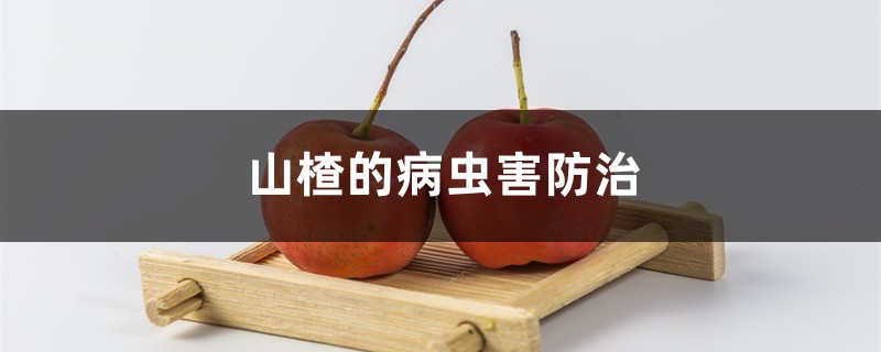 山楂的病虫害预防和治疗