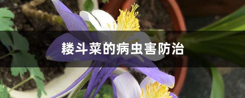耧斗菜的病虫害预防和治疗