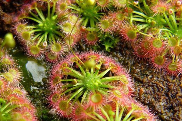 矛膏菜的病虫害及其预防和治疗