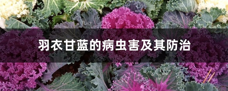 羽衣甘蓝的病虫害及其预防和治疗